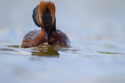 Foto voor in een topic over bewerkingstechniek. 
Texel 2013, kleine crop.