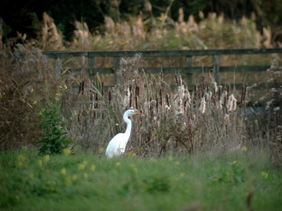 Niet zo scherp vanwege de belichting en nog probeersel. Maar leuk sfeerplaatje, alsof de vogel zijn habitat heeft verlaten.