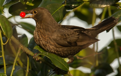 Vrouwtjesmerel eet de laatste hulstbessen uit de tuin.