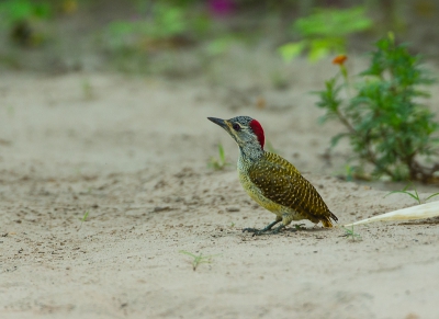 Nu niet gefotografeerd op een stam, maar deze mooie soort op de grond.