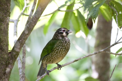 na wat door spitten van mijn bestanden kwam ik deze nog tegen in 2008 verbleven we een paar dagen in het rain forrest bij lake Eacham in Australie en daar kwam deze vogel elke dag wel even buurten