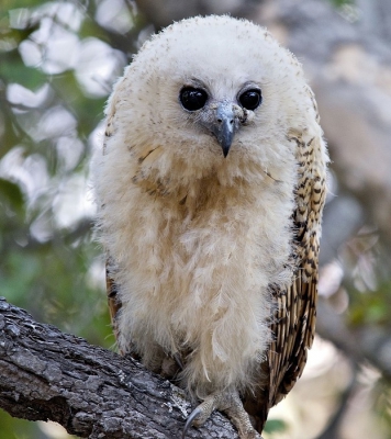 Weer eens een andere uil! Deze  jonge Pel's owl zat in de bomen naast de Kafue rivier en vond ons zeer interessant en wij hem ook natuurlijk.  Wie weet wat de zwellingen links naast de snavel kunnen zijn ?