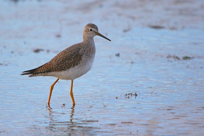 Vanmorgen redelijk op tijd vertrokken naar Wieringen om de Kleine Geelpootruiter te zoeken. Bij aankomst zag ik dat het laag water begon te worden en dat er heel veel vogels (waaronder veel steltlopers) op het wad zaten. Even was ik bang dat het heel lang zoeken werd.
Toen ik bij het bekende plasje aankwam zat er 1 steltloper en dat was gelukkig de vogel waarvoor ik kwam. 

Groeten,
Remco