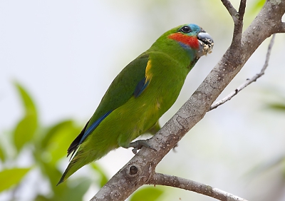 zit wat oude bestanden te bekijken en kwam deze tegen, gemaakt in een winkelstraatje in het kunstenaarsdorpje Kuranda in Australie zat in een boom heerlijk van de vruchten te peuzelen