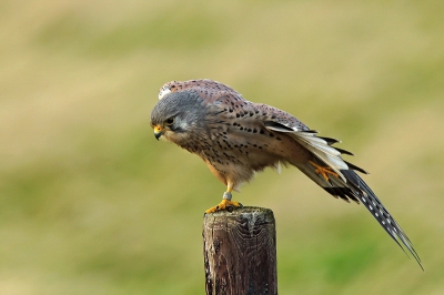M'n eerste foto hier op Birdpix.
Deze torenvalk man was nog druk bezig met z'n ochtendgymnastiek, terwijl 't allang middag was.