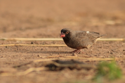 De Quailfinch (Kwartelvink) heeft zijn naam te danken aan het feit dat hij, volgens de vogelgids, nooit in een struik of boom gaat zitten maar altijd laag op de grond blijft. Zo ook dit exemplaar welke, samen met het vrouwtje, op de paden tussen de reitvelden zich te goed deed aan van alles wat er op het pad lag. 

Ik had deze soort niet verwacht te zien, maar onze alerte gids (Alieu Ceesay) pikte hem op in een groepje Whydah's. De Whydah's vlogen al vlot op maar de Quailfinch, zoals zijn naam zegt, bleef op de grond!