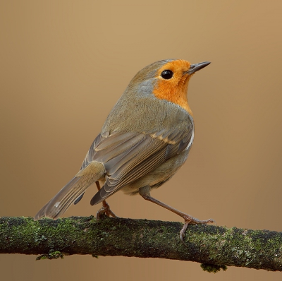 MEER ORANJE DAN ROOD
Ik wil graag nog eens een roodborst op of naast een sinaasappel in de sneeuw fotograferen, gewoon omdat het me een leuke combinatie lijkt. Hopelijk komt het er deze winter een keertje van.