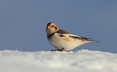 Waar blijft de sneeuw nu toch.
Wat aan het zoeken tussen foto's van twee jaar geleden. Dit was een leuk moment, sneeuwgorzen in de sneeuw. Deze omstandigheden heb ik niet gehad in het jaar 2013, ik kan enkel hopen dat het dit jaar terug zo gaat zijn.