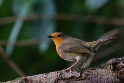 mijn eerste foto op birdpix, dit roodborstje kwam even om het hoekje kijken ik vind de houding wel mooi, ik hoor graag wat jullie er van vinden of wat er beter aan kan