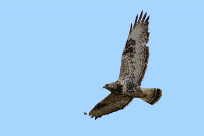 Vandaag rondje OVP gedaan en daar de mooie Ruigpootbuizerd gespot.