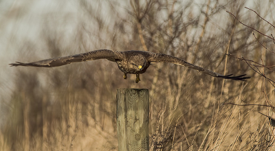 Ik zag hem zitten, de Buizerd, loerend naar de slootwal.. En toen ineens ging die er vandoor en klapte in de slootwal neer.. En jawel hij had een regenworm.. Maar het moment van wegvliegen is vast gelegd. Zijn ogen gespitst op die regenworm!
