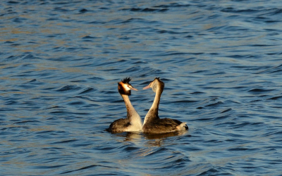 Twee futen die precies de lente al in hun bol hadden, rustig weer zonder al te veel bewolking.