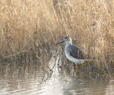 Ondanks het wat sombere weer in de ochtend kwam s'middags het zonnetje,dus toch maar naar Wieringen gegaan om het mooie fragiele vogeltje te fotograferen.
Het zat vaak in 't riet,dus veel geduld.