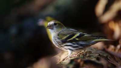 donderdag hoorde ik sijzen in de bomen en aangezien er een klein plasje stond ben ik daar voor gaan liggen even later kwamen de sijzen drinken en ging deze sijs (man op de achtergrond) precies op de plek zitten waar wat licht op viel dus iso op 200 en de foto gemaakt op 280mm echt dichtbij dus ik ben er blij mee (op een blaadje na vlak voor het teentje van de sijs) ik hoor graag wat jullie er van vinden