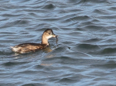 Deze vogel zag ik aan het begin van de zuidpier in IJmuiden.
Ik kom uit op dodaars, maar ben benieuwd of dat klopt.