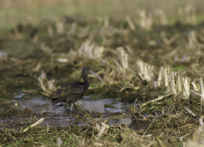 Moeilijk te fotograferen (slecht licht en donkere omgeving), deze ibis foerageerde in een maisveld.  Genomen vanuit de auto, niet lang na mijn ontdekking stond de boer al voor mijn neus. Vroeg waarom ik zijn boerderij fotografeerde (was daar niet van gediend). Na uitleg was het verder prima, had nog nooit van een zwarte ibis gehoord!