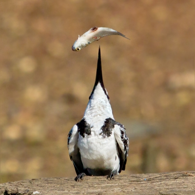 Altijd leuk om het hele vis-eet ritueel te volgen van IJsvogels. Hier had deze mevrouw de vis gespietst, wat haar na enig geklungel deed besluiten om de vis maar omhoog te gooien en..hap, slik weg.