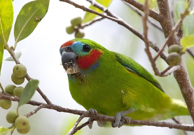 de vorige foto van deze soort kwam helaas in het TA vanwege enige onscherpte dus doe ik nog een poging om deze soort te laten zien. deze is gemaakt in een druk winkelstraatje in het kunstenaars dorp Kuranda wat in de Tablelands gelegen is aan de oostkant van Australie