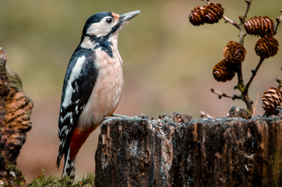 gisteren even op me vrije middag naar een vogelhutje geweest
binnen een uur kwam deze specht erg dichtbij