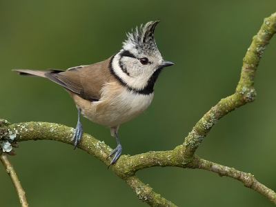 Deze vlugge jongens blijven toch mijn favorieten, vanuit het tuinhuisje.