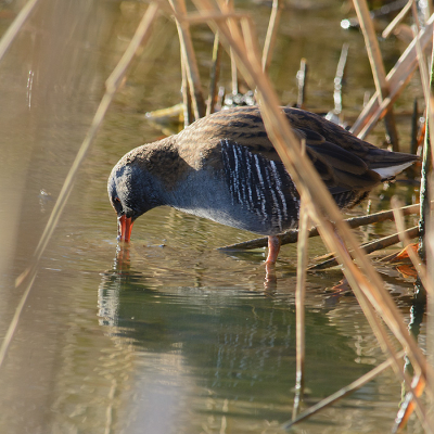 Ik heb deze waterral de afgelopen weken al een paar keer zien lopen. Hij is niet schuw en komt dichtbij. Afgelopen zondag ging hij zelfs net in de rietrand rustig naar me zitten kijken. Alleen is dit bijna recht tegen de zon in. Omlopen is geen optie, de afstand wordt dan te groot. Ik ben daarom blij dat het me uiteindelijk deze foto van de ook nog alsmaar lopende waterral te maken.
