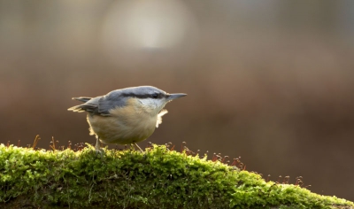 Eindelijk scheen de zon op mijn vogelkijkplek en de tuinvogels vlogen af en aan. Het koppeltje boomklevers zijn mijn vaste gasten