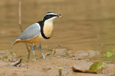 n van de vele hoogtepunten van onze reis waren deze keer natuurlijk ook weer de Krokodilwachters. Drie van deze enigmatische vogels zorgden voor een leuke fotosessie bij 'n dorpje op de North-bank ver in het binnenland bij een zoetwaterpoel, wat een vereiste is bij deze vogelsoort. Hier kwam n van de vogels trots zijn vers-gevangen Sprinkhaan aan mijn laten zien. Mijn doel was eigenlijk om van deze vogel een mooi vliegshot te maken, wat vrijwel onmogelijk was door de ruimaanwezige laaghangende begroeiing waar ze snel achter verdwenen. Dus een mooie reden om weer snel terug te keren! (Wat hoogstwaarschijnlijk ook gaat gebeuren aangezien ik vogel/fotografie reizen naar dit land ga begeleiden.)
Voor veel meer hoogtepunten: www.focusonbirds.nl.