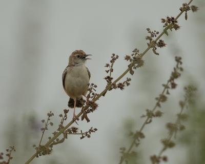 Ik denk dat de naam van dit vogeltje het hierboven  genoemde naam is. Eigenlijk weet ik het niet, wie weet het.