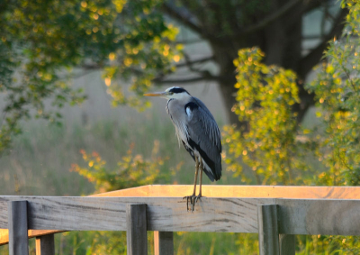 Een blauwe reiger in '12, mooi helder weer en een goed moment om mijn (toen) nieuwe lens uit te proberen.