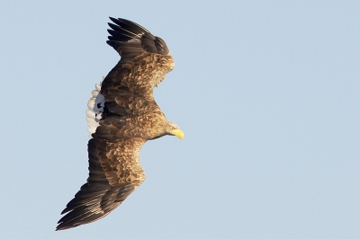 De laatste van de zeearendentrip die ik wil posten. Ook met deze foto was ik erg blij,  nu vanwege de kijkhoek. Je kan heel mooi zien dat er toch heel wat spiermassa nodig is om een dergelijke vogel in de lucht te houden (en waar de amerikanen eigenlijk het ontwerp van de B2 vandaan hebben ;))