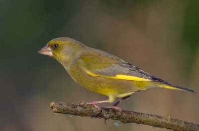 Veel groenlingen in de tuin die zondag. Deze bleef wat langer zitten om te poseren voor mij.