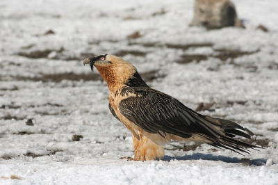 Ben bezig oude foto's te archiveren. Deze leek me wel de moeite waard opdat er niet zo veel Lammergieren voorbij komen op Birdpix. Vanuit de schuilhut met spiegelglas. Veel geluk met de sneeuw hoewel de locatie een dag eerder bijna niet te bereiken was. De Gier heeft hier net een hele schapenpoot doorgeslikt, vandaar de "bochel"