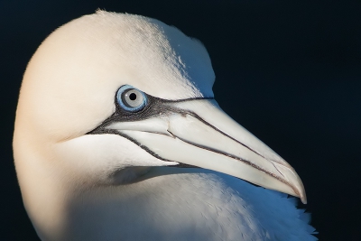 UITGELICHT
Op Helgoland gebeurt er zoveel in de JvG-kolonie dat je heel gauw van de hak op de tak springt met je fotografie. Soms geeft het rust om er eens eentje 'uit te lichten' en die dan een tijdje te volgen.