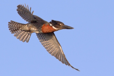 'S ochtends liet deze vogel zich vanaf de brug vaak mooi bewonderen. 
Meestal vissend vanaf de elektriciteitsdraden, wat naar mijn mening niet een heel mooi plaatje oplevert.
Dus dan maar wachten tot ie opvliegt...