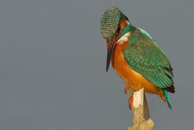 Op de laatste dag van het jaar kwam dit prachtige vogeltje even op het inmiddels bekende takje uit Zeeland zitten.