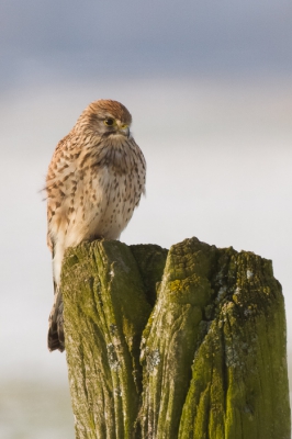 Nadat de Velduil was verjaagt door een paar hardlopers, moest ik het doen met deze Torenvalk die ik later tegen kwam. Helemaal niet erg en met deze mooie winterse omstandigheden gaf het een mooi sfeertje