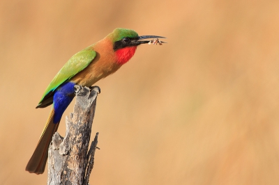 Prachtige tijd gehad bij een grote kolonie Roodkeelbijeneters ver in het binnenland van Gambia. 

Door me op te stellen achter een muurtje van een moestuintje kon ik deze vogel zeer goed benaderen. Even dacht ik dat ik het verpest had en vloog hij op maar dat was, gelukkig, om dit insect te vangen. Welke hij daarna even prachtig liet zien!