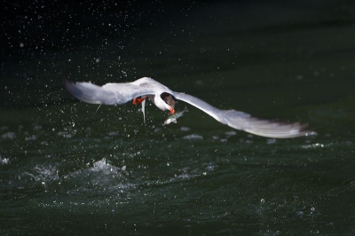 Deze foto is van afgelopen zomer.Deze visdief heeft hier net een baarsje gespietst.