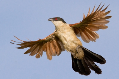 Ondanks de grootte van deze vogel, is het nog behoorlijk lastig om hem mooi vrij op de plaat te krijgen. Hier had ik al het vermoeden dat ie uit een struik zou vliegen. Van de opvlieg-serie was dit (gelukkig!) de enige goede scherpe foto.