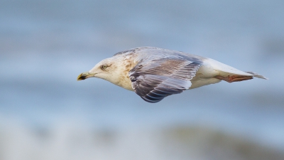 Ik weet dat iedereen van spannende soorten houd, met veel actie en een bijzonder moment.
Ik hou nou eenmaal van simpel. Gewoon een Zilvermeeuw in de lucht, geen bijzondere houding, geen spannend soort.
Maar toch vind ik hem mooi.. Zachte kleuren, zachte achtergrond, een meeuw die op z'n gemak door de lucht glijdt, het heeft wel wat vind ik.