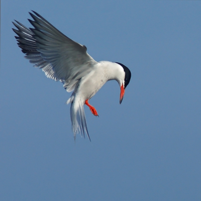 Afgelopen zomer waren de visdiefjes aan 't strand lekker druk bezig, dus ben er een paar heen geweest om deze leuke soort in actie te fotograferen.