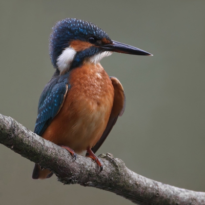 SCHADUWZIJDE
IJsvogels fotografeer ik het liefst bij bewolkt weer. Bij scherp zonlicht worden de kleuren van deze vogel naar mijn idee al snel wat blikkerig en is het verrekte lastig om detail in de witte veren op keel- en nek te houden. De schaduwzijde van deze vogel is daarom ook mijn favoriete kant.