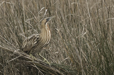 Donkere wolken hingen boven het natuurgebied, maar gelukkig regende het op het moment dat deze meneer/mevrouw zich liet zien even niet. De vogel liet zich heel gemakkelijk bewonderen op zo'n 20 meter afstand, vanuit een schuilhut (hier stond hij/zij op het punt om op te vliegen). Voor mij de eerste keer dat ik een roerdomp zag en heb er enorm van genoten en dat wou ik bij deze met jullie delen.