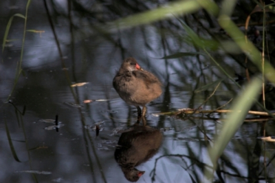 op mijn zoektocht naar libelles kwam ik dit zonnende jonge exemplaar tegen en hij was zo verbaasd dat hij niet wegvluchtte, maar gebiologeerd naar mijn lens bleef kijken