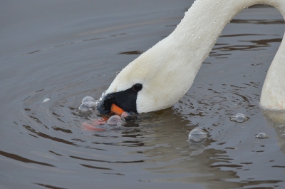 Ik was vandaag met mijn vrouw een stukje aan het fietsen bij Amersfoort Vathorst mt de camera omdat ik er wel eens een aalscholver had gezien. Geen aalscholver vandaag, maar wel een knobbelzwaan die aan het bubbeltjes blazen was. Een geinig gezicht, leek me wel leuk om als eerste foto op BP te uploaden.