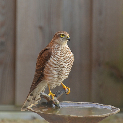 De huismussen die zaten te badderen hadden geluk deze keer.
Prooi was deze keer een metalen vogeltje!
