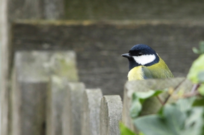 na een tijd wachten kan ik weer wat plaatsen
ik zat even geleden in de tuin hier en zag een koolmees met zn kopje net boven een hekje uit steken.
die compositie vond ik leuk heb m op foto gezet en hier geplaatst.