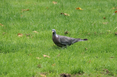 in het park bij ons kwam ik op een grasveld deze houtduif tegen om die niet te verjagen moest ik op bepaalde afstand blijven maar met redelijk weer en omstandigheden denk ik dat ie er aardig op staat.