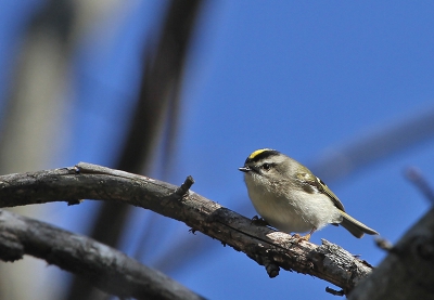 Ik zit voor me werk een weekje in Amerika en had vandaag een dagje vrij. Vanmorgen een uurtje buiten gestaan en allerlei vogels gezien en gefotografeerd, waaronder dit Amerikaanse Goudhaan. Hij lijkt wel op onze Goudhaan maar kwa gedrag een stukje rustiger en daardoor iets gemakkelijker vast te leggen.