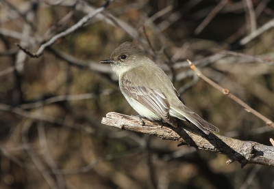 Ik zit voor me werk een weekje in Amerika en had vandaag een dagje vrij. Vanmorgen een uurtje buiten gestaan en allerlei vogels gezien en gefotografeerd, waaronder deze Phoebe.